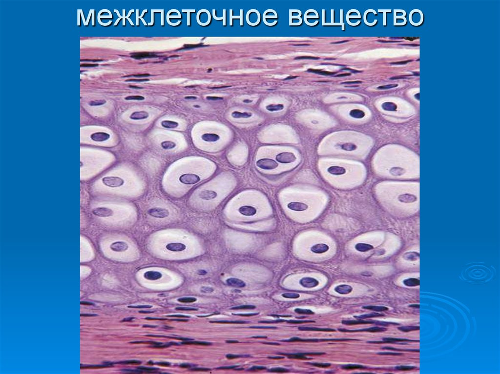 Межклеточное вещество рисунок. Клетки и межклеточное вещество. Что такое межклеточное вещество в биологии 8 класс. Соединительная ткань хрящ мембрана. Межклеточное вещество гистология.