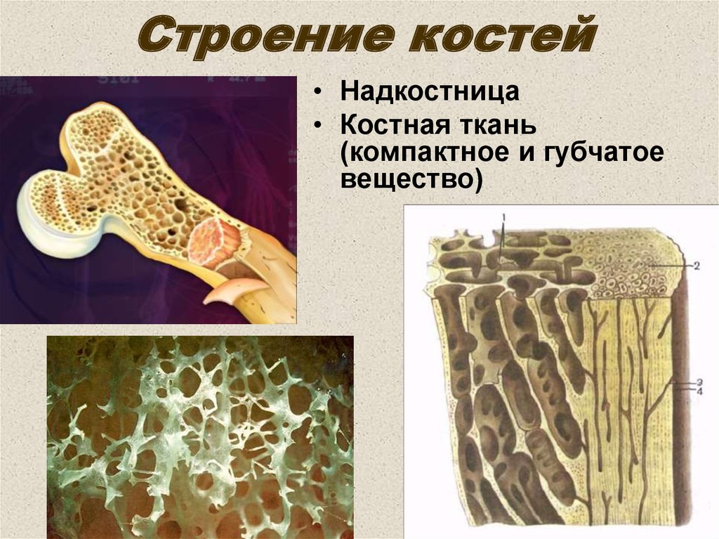 Скелет состоит из хрящевой ткани. Костная ткань надкостница. Строение губчатой ткани кости. Губчатое и компактное вещество костной ткани. Строение кости человека надкостница.