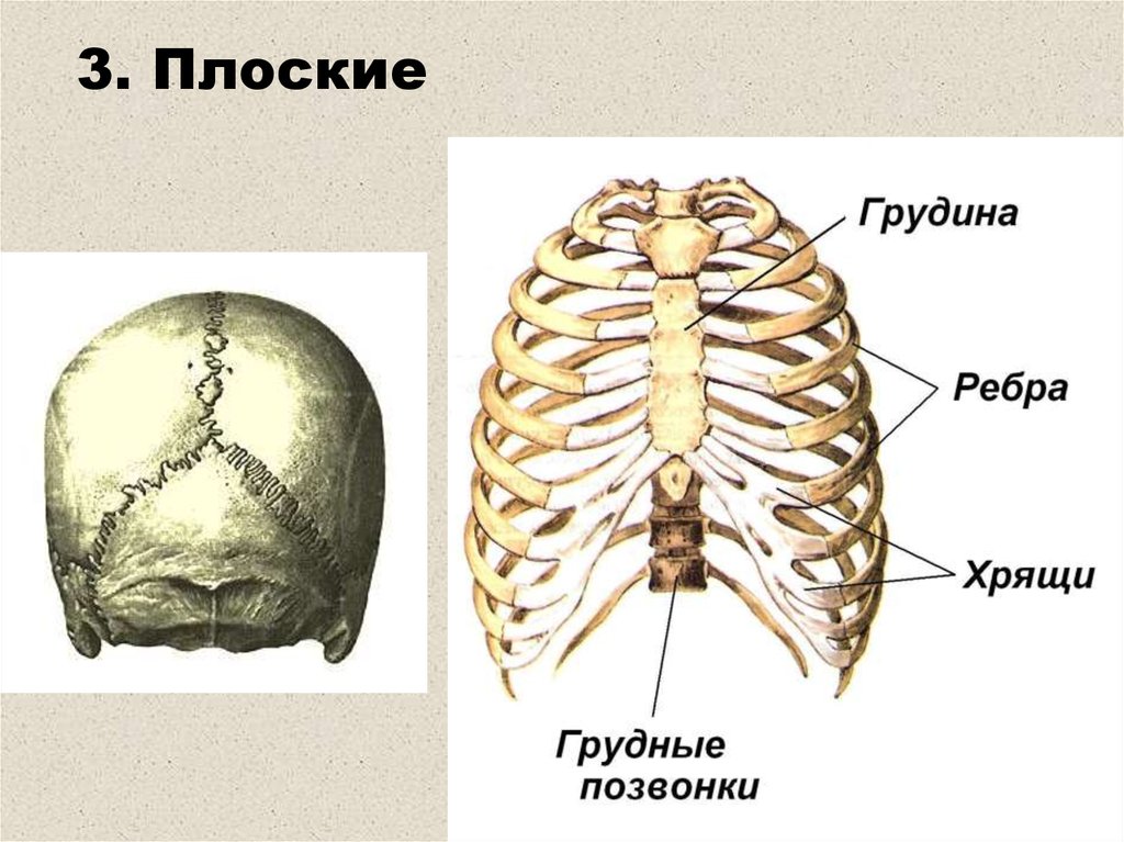 Грудина и ребра. Позвонки Грудина ребра и их соединения. Хрящи ребер. Строение хряща грудной клетки. Ребра с грудиной соединены.