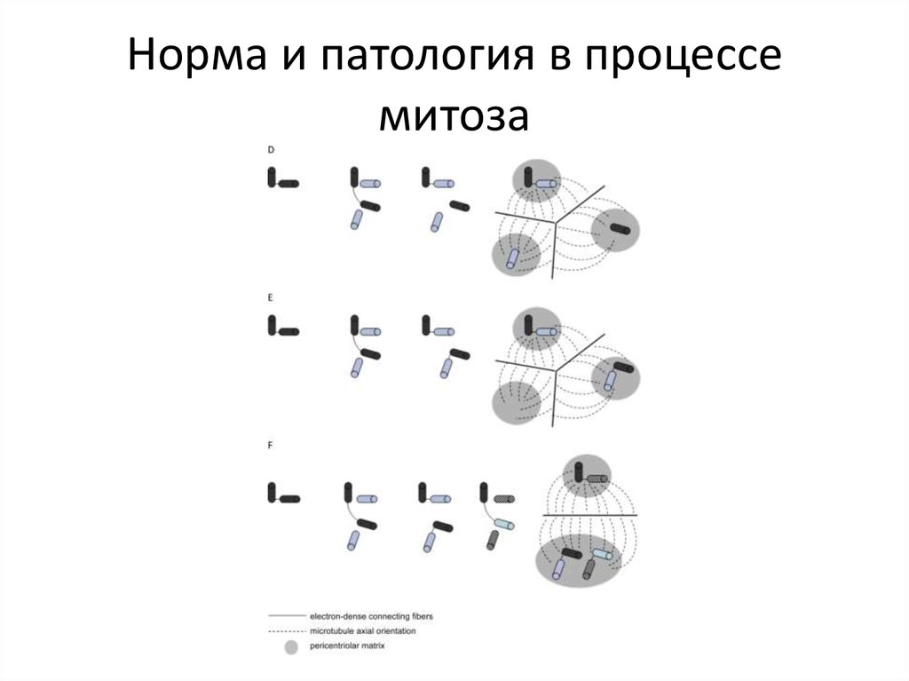 Патологический митоз рисунок