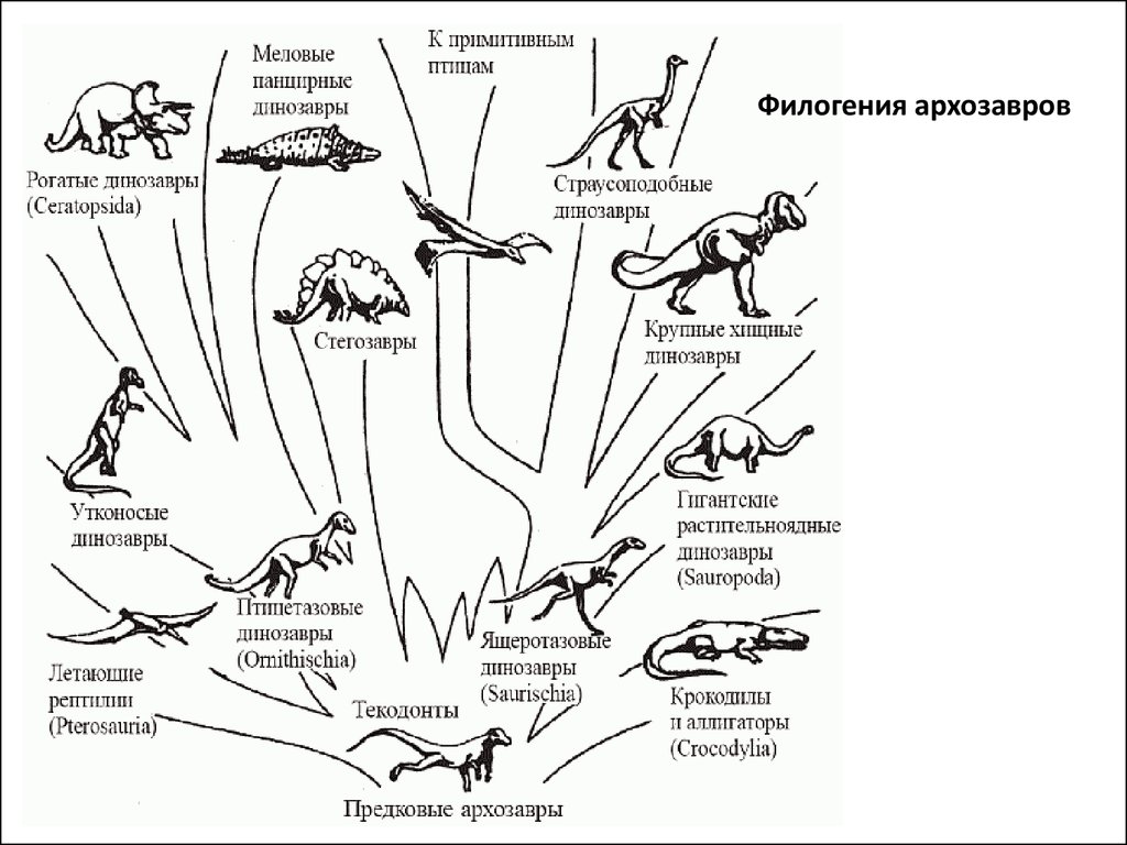 В какой последовательности появлялись животные. Филогенетическое Древо рептилий. Схема эволюции архозавров. Эволюционное Древо архозавров. Филогенетическое Древо динозавров.