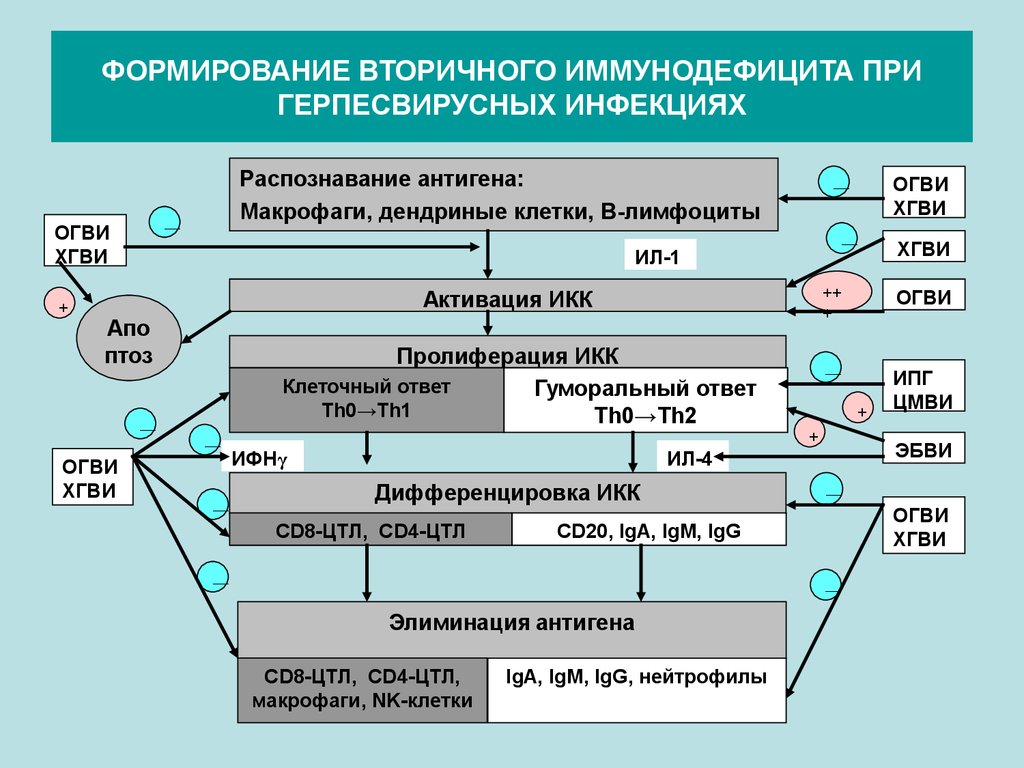 Вторичные иммунодефициты иммунология презентация