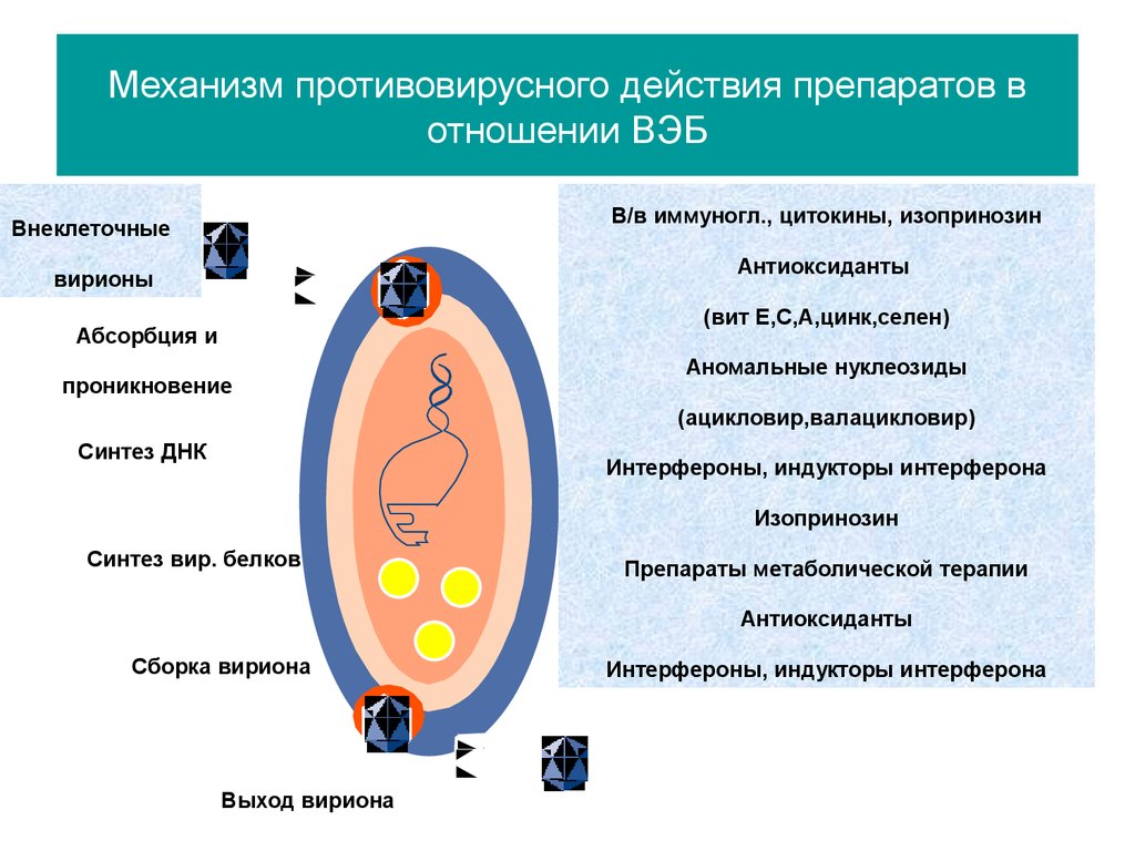 Механизм действия противовирусных препаратов при вич инфекции схема