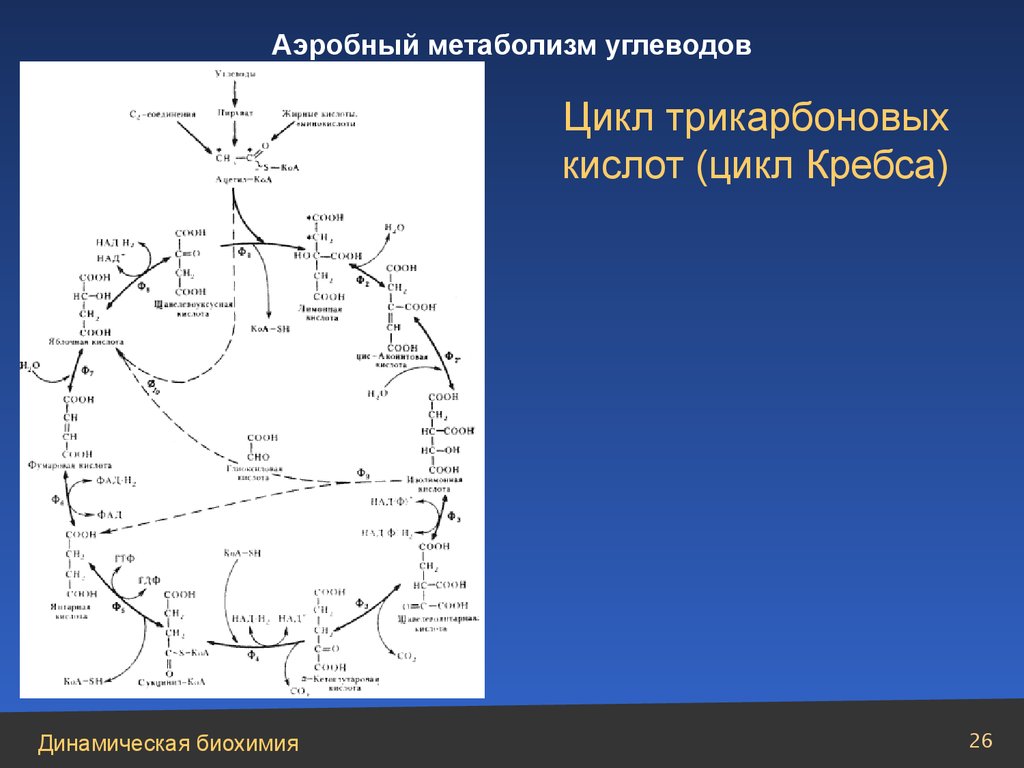 Метаболическая карта человека