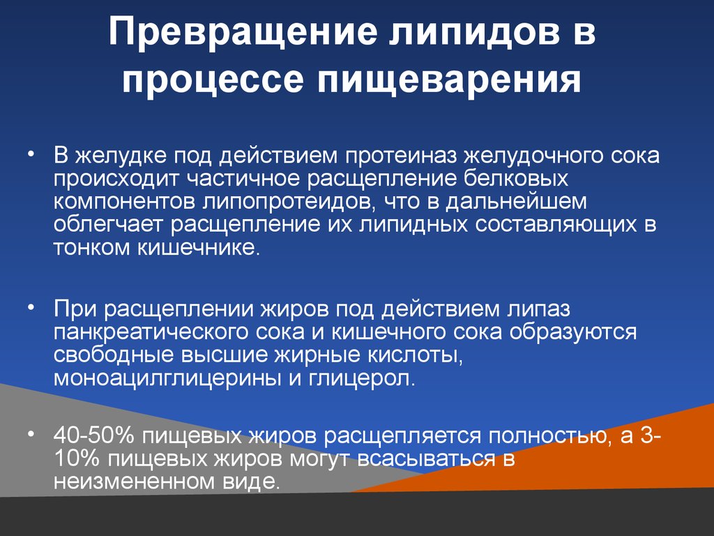 Происходит ли процесс. Превращение липидов в процессе пищеварения. Химическое превращения липидов в процессах пищеварения. Превращение липидов в ЖКТ. Превращение липидов в желудочно-кишечном тракте.