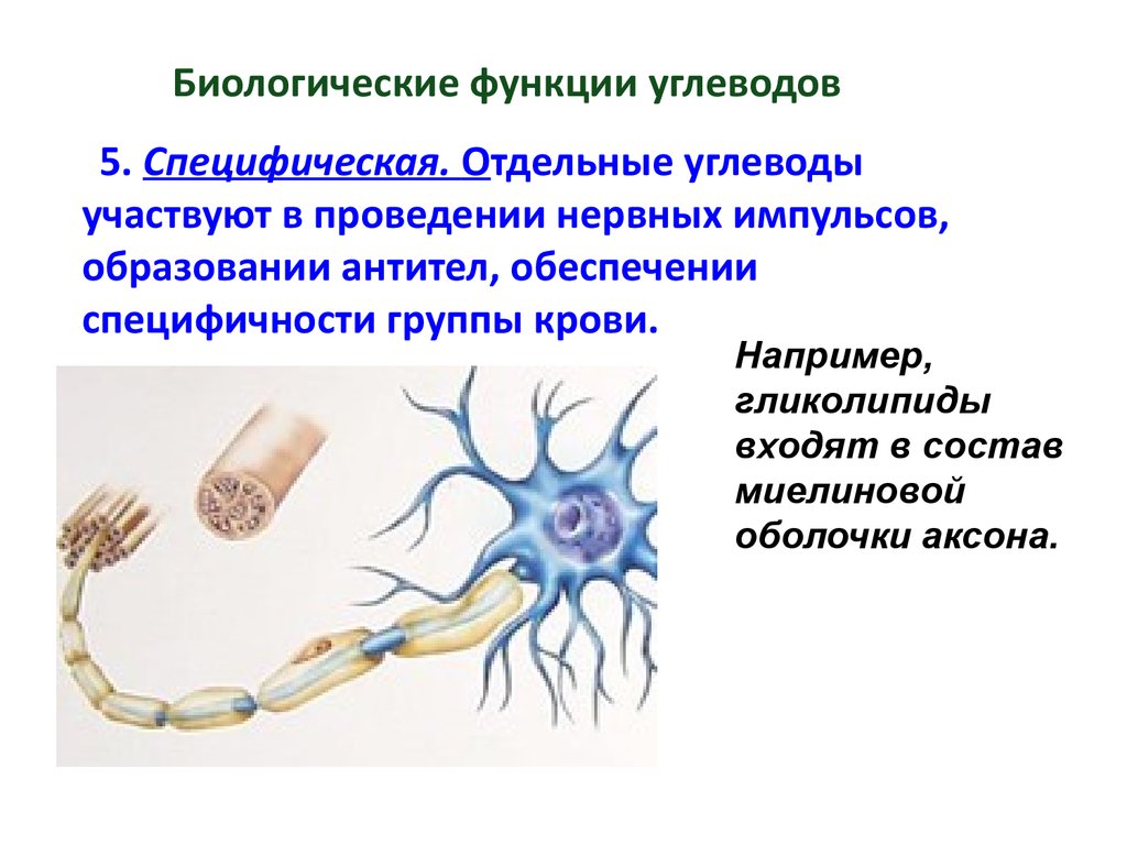 Биологические функции