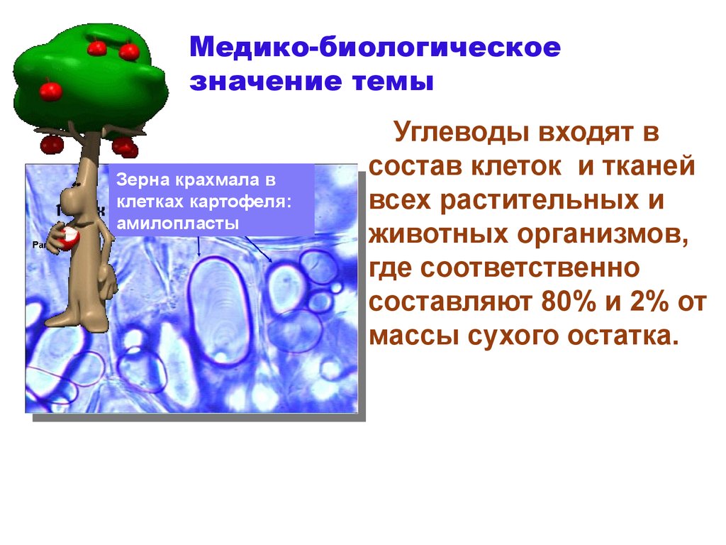 Крахмал в клетках животных. Медико биологическое значение углеводов. Крахмал медико биологическое значение. Медико биологическое значение алюминия. Биологическое значение олигосахаридов.