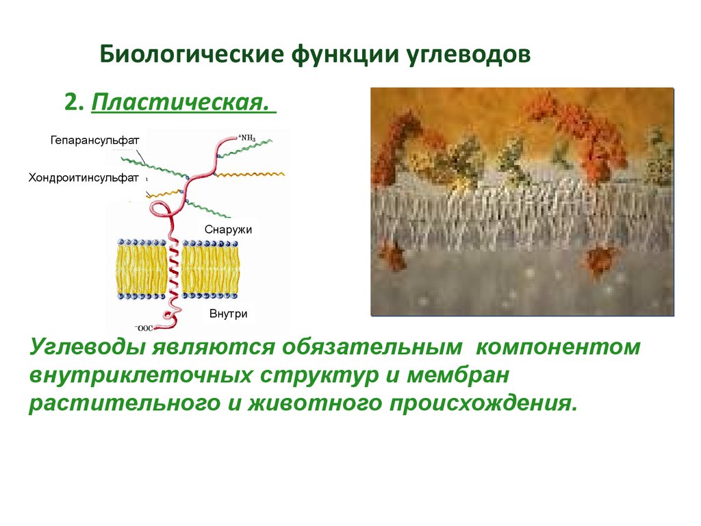 Углеводы мембран функции