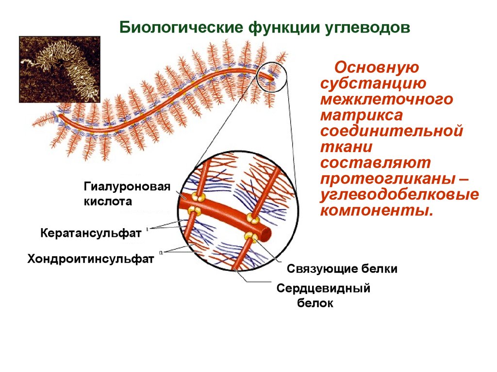 Биологические возможности. Межклеточный Матрикс соединительной ткани белки. Функции межклеточного матрикса. Гликопротеины межклеточного матрикса. Белки экстрацеллюлярного матрикса.