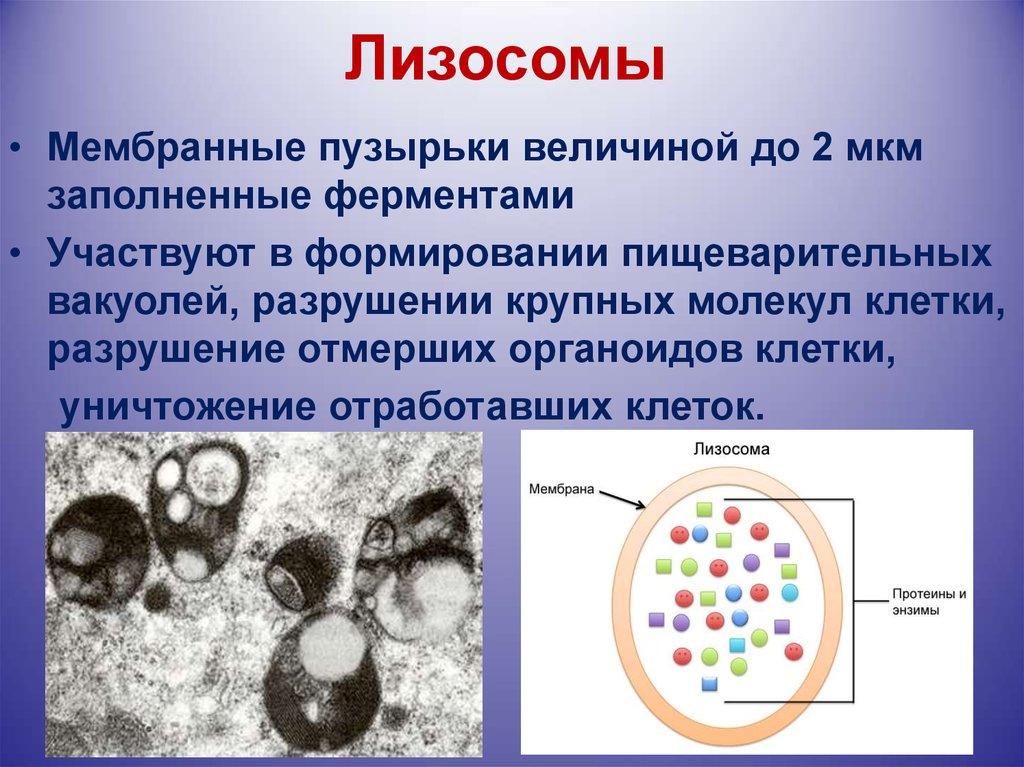 Последовательность образования лизосом. Строение органоида лизосомы. Строение одномембранной лизосомы. Мембранные пузырьки и лизосомы\. Лизосомы это кратко 10 класс.