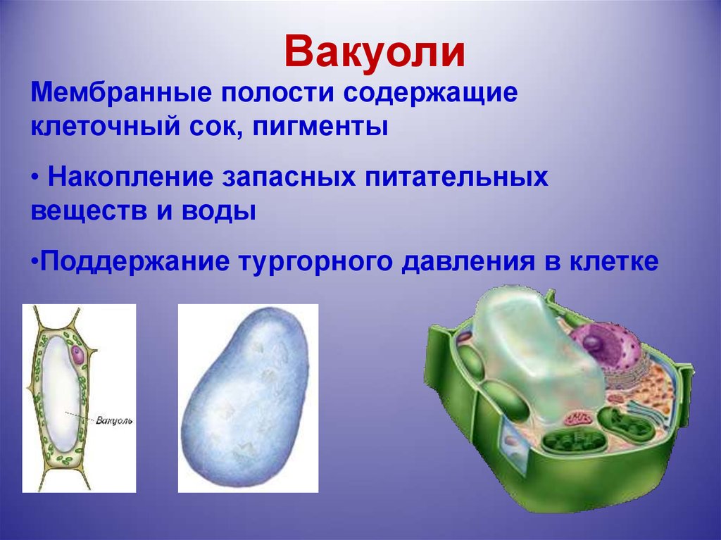 Крупная вакуоль растительной. Органоид вакуоль рисунок. Вакуоль мембрана биология 6 класс. Вакуоль это мембранный органоид. Вакуоль растительной клетки.