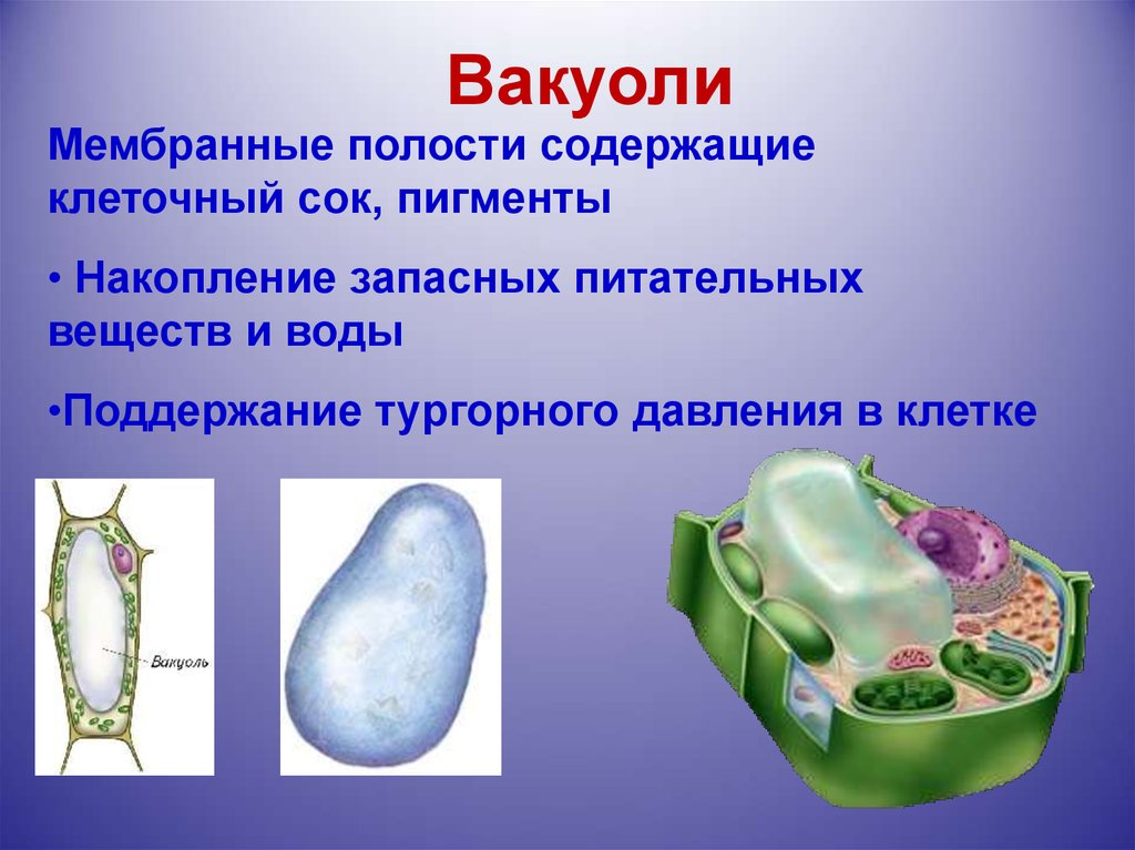 Вакуоль это. Органоид вакуоль рисунок. Органоид растительной клетки вакуоль. Мембранные органоиды вакуоль. Вакуоль строение мембрана.