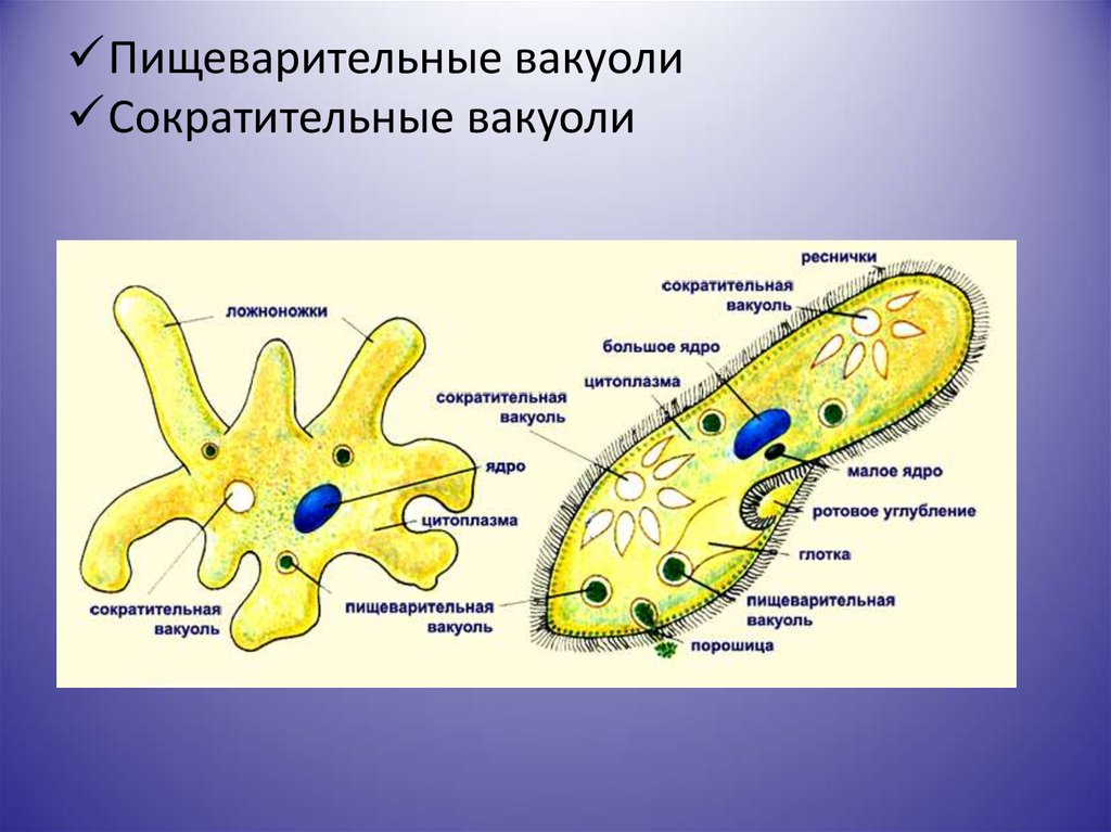 Две сократительные вакуоли. Строение сократительной вакуоли простейших. Сократительная вакуоль протистов. Строение простейших сократительная вакуоль. Одноклеточные животные 5 класс биология.