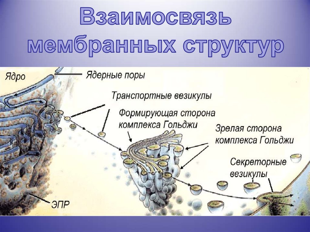 Лизосома мембранный органоид. Взаимосвязь одномембранных органоидов. Взаимосвязь мембранных органоидов клетки. Взаимосвязь одномембранных органоидов клетки. Одномембранные органоиды клетки взаимосвязь строения.