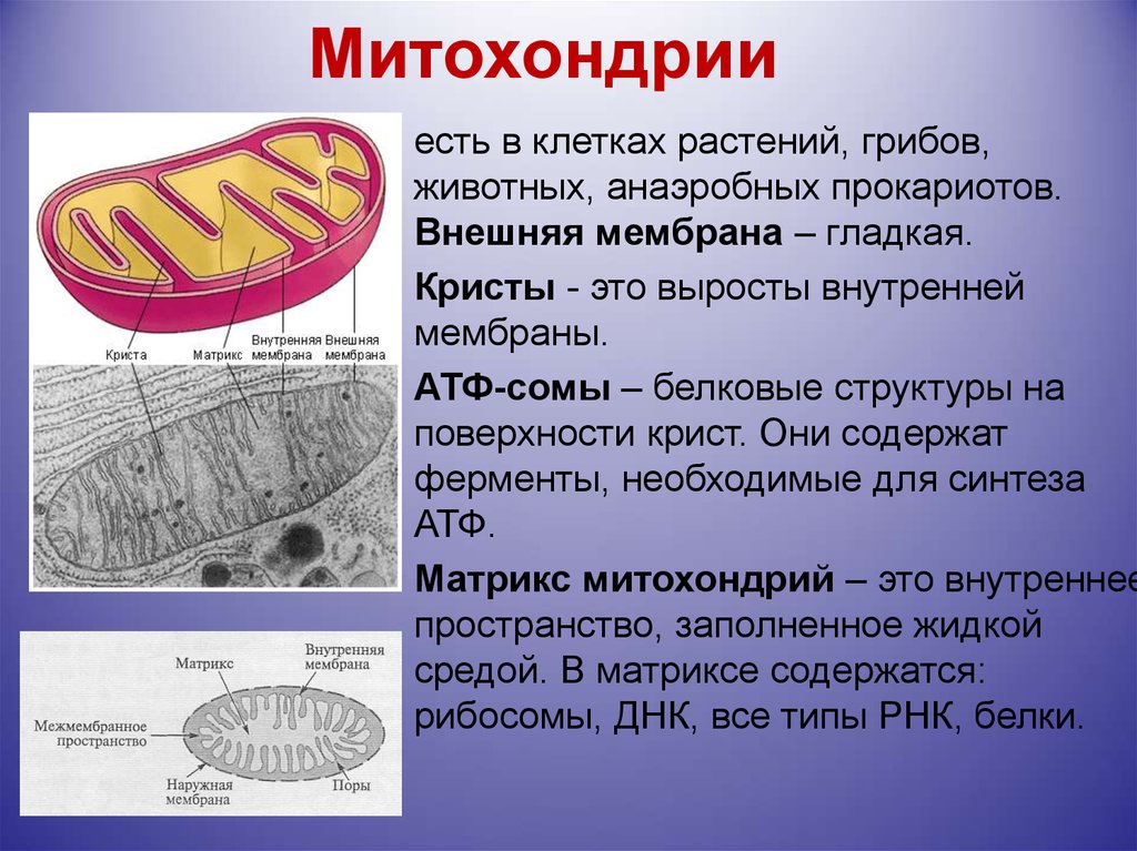 Матрикс биология. Строение и функции митохондрии клетки. Митохондрии животной клетки и растительной. Строение митохондрии растительной клетки. Функции митохондрии в растительной клетке.