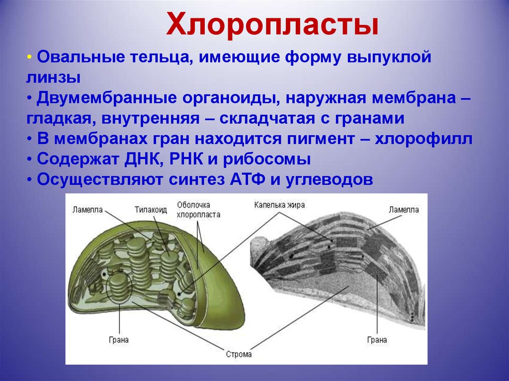 Хлоропласты это. Ламеллы хлоропластов. Двумембранные органоиды содержащие пигменты. Органелла хлоропласт. Хлоропласты двумембранные.