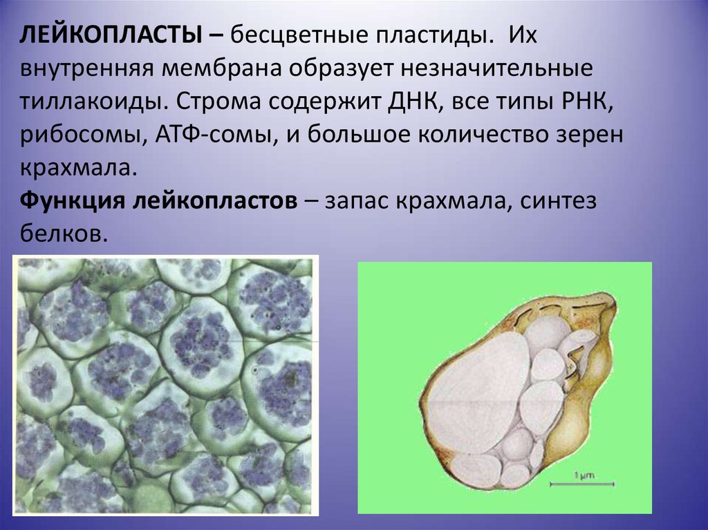 Клетки картофеля. Лейкопласты амилопласты. Лейкопласты строение. Лейкопласты в растительной клетке. Аминопласты это лейкопласты.