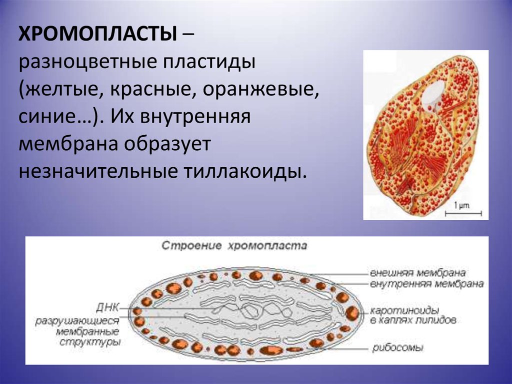 Клетка мякоти рябины. Хромопласты строение. Строение хромопласта ЕГЭ. Строение хромопласта томата. Хромопласты в клетках мякоти плодов рябины обыкновенной.