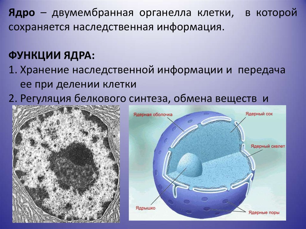 Какую функцию выполняет ядрышко