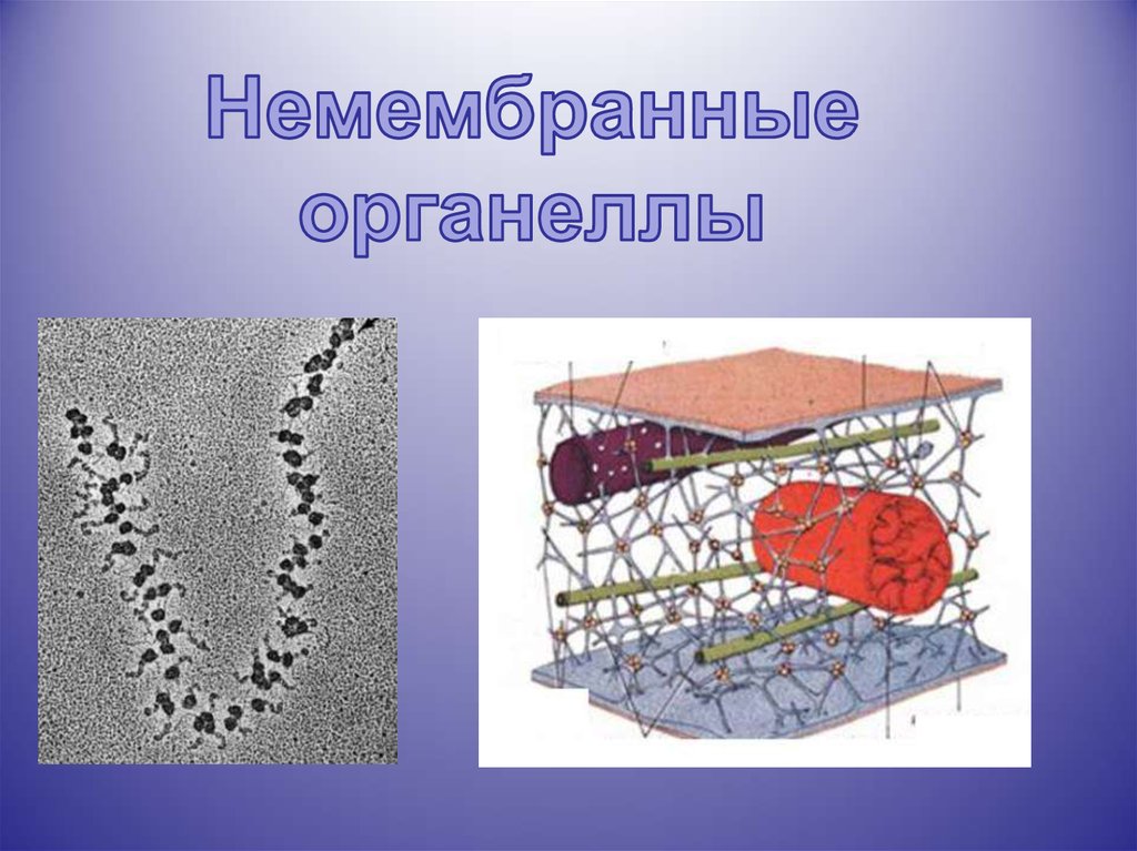 Цитоскелет клетки какой органоид. Цитоскелет немембранный органоид. Мембранные и немембранные органоиды. Немембранные органеллы клетки цитоскелет. Немембранные органоиды микротрубочки.