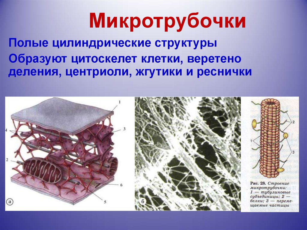 Органоид необходимый для образования нитей веретена