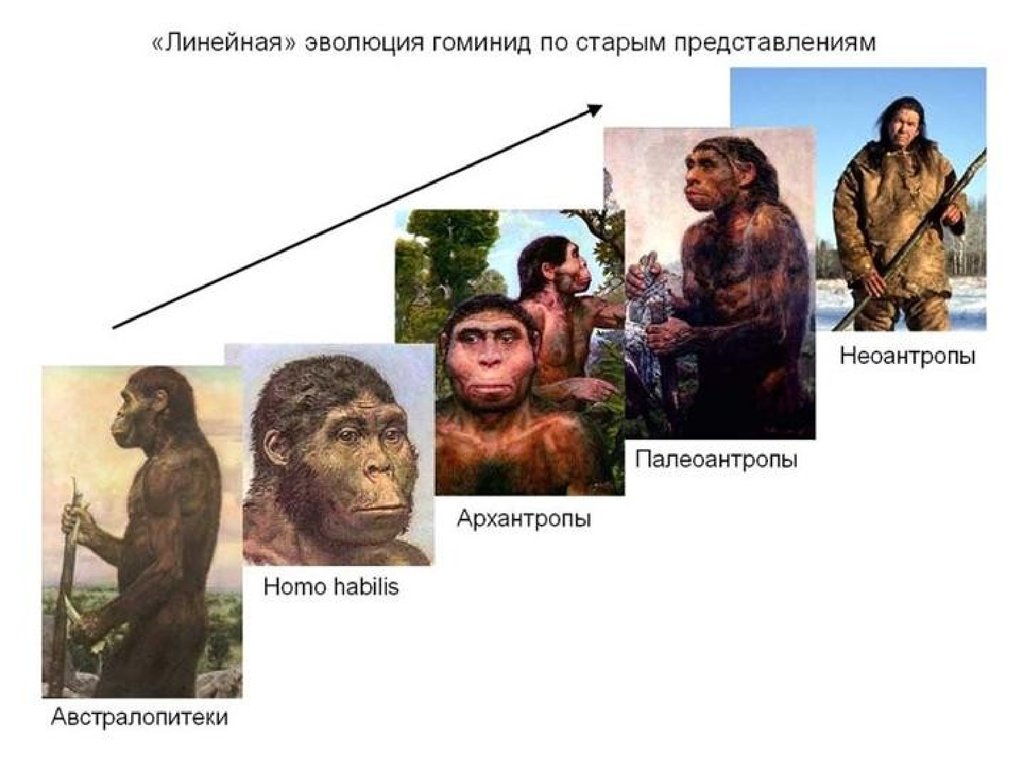 Предки людей виды. Этапы эволюции человека таблица архантропы. Эволюция человека архантропы Палеоантропы Неоантропы. Эволюция обезьяны и гоминида. Линейная Эволюция гоминид.