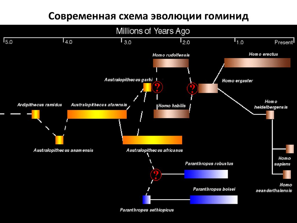 Схема эволюции гоминид