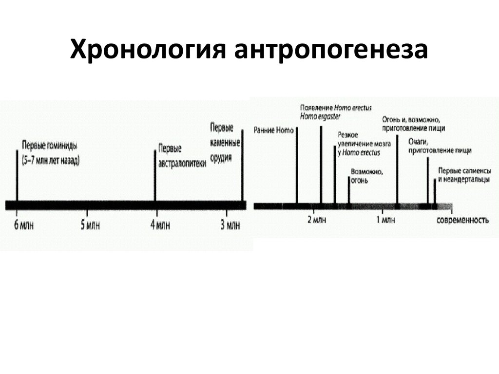 Таблица появления человека
