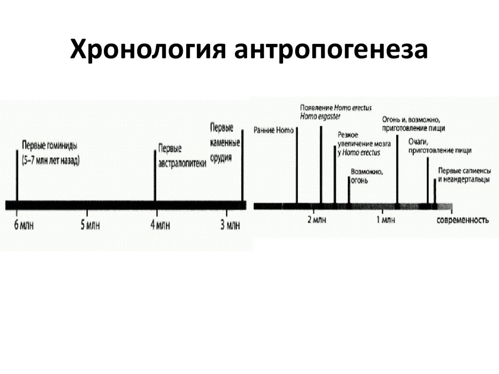 Этапы развития человечества. Временная шкала развития человека. Хронология эволюции человека таблица. Хронология эволюции человека Антропогенез. Хронология последовательность антропогенеза.