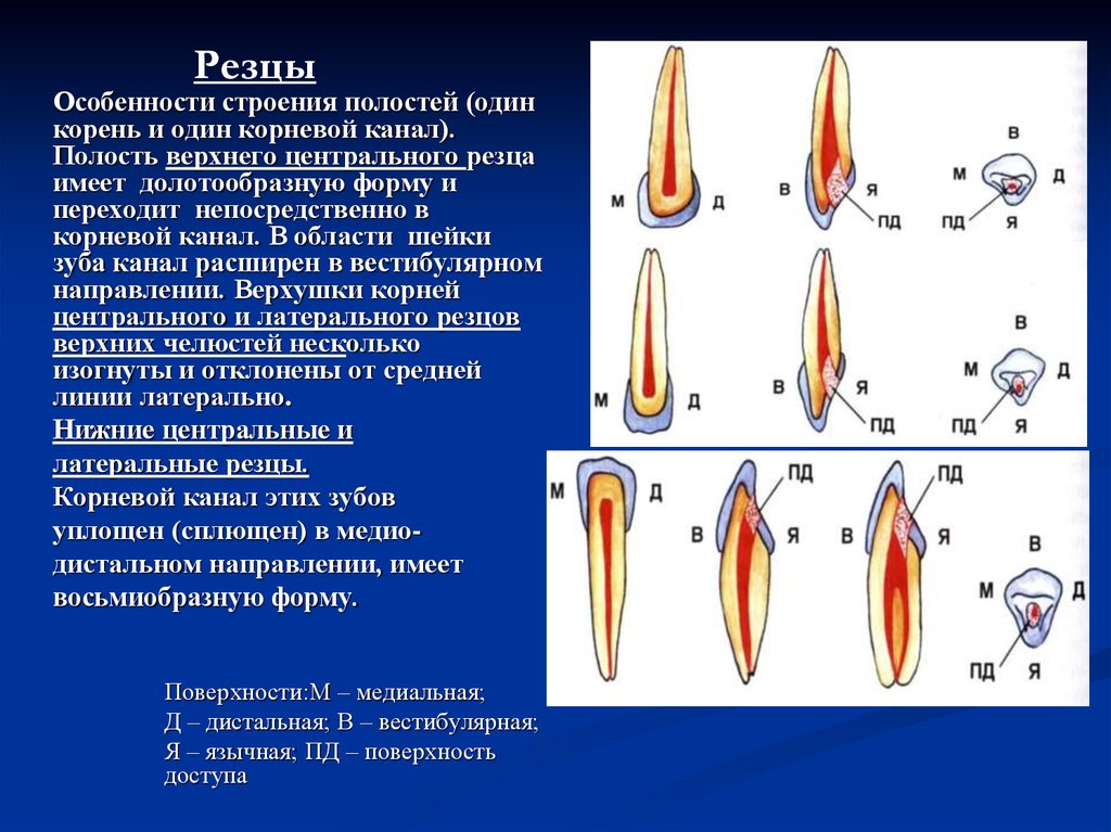 Регенеративная эндодонтия презентация