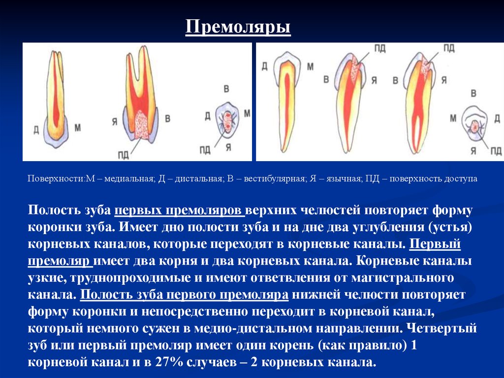 Трети корневого канала. Полость зуба первых премоляров. Анатомия корневых каналов 2 премоляр. Первый премоляр корневой канал. Первый верхний премоляр корневые каналы.