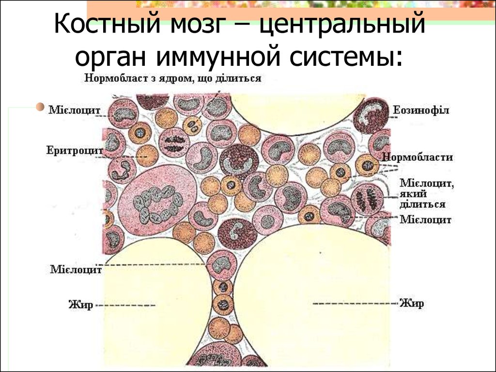 Рисунок красного костного мозга