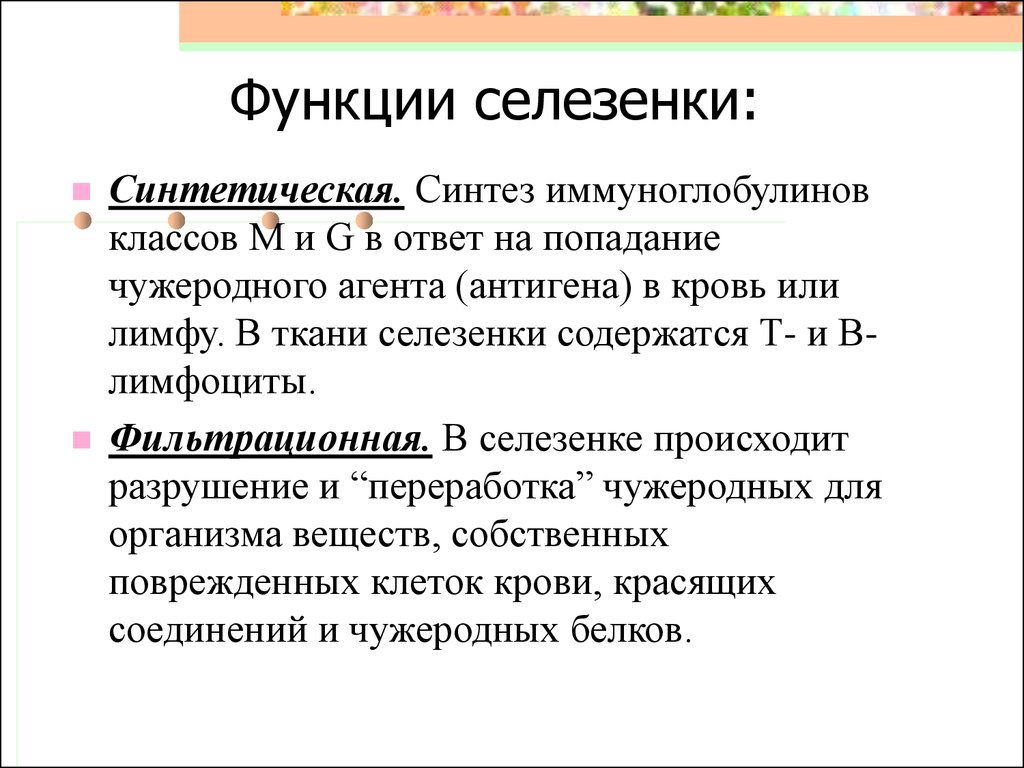 Какие функции у селезенки. Селезенка функции. Селезенка функции в организме человека. Функции селезёнки у человека. Селезенка функции кратко.