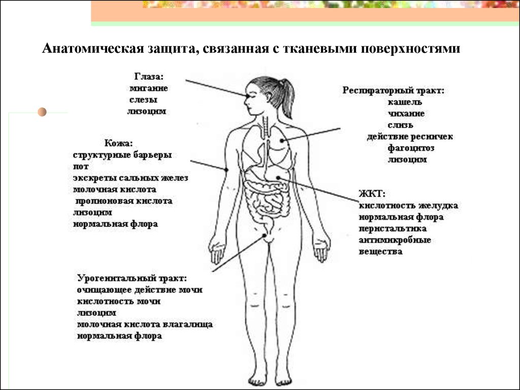 Защитный организм. Естественные барьеры организма. Внешние и внутренние барьеры защиты организма. Барьеры иммунитета. Механические барьеры иммунитета.