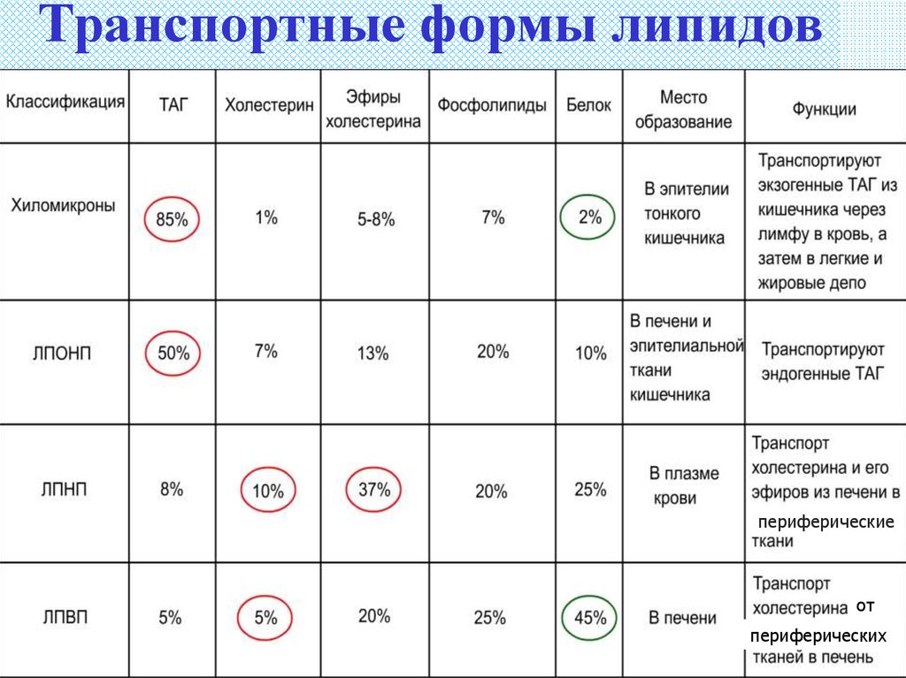 Форма состав. Транспортные формы липидов биохимия состав. Атерогенные транспортные формы липидов. Виды транспортных форм липидов. «Липопротеиды – транспортные формы липидов».