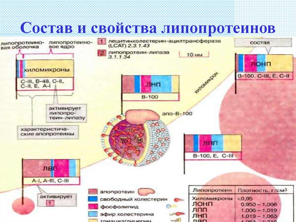 Липиды и липопротеины. Состав липопротеинов. Транспортные липопротеины. Строение липопротеинов. Размеры липопротеинов.