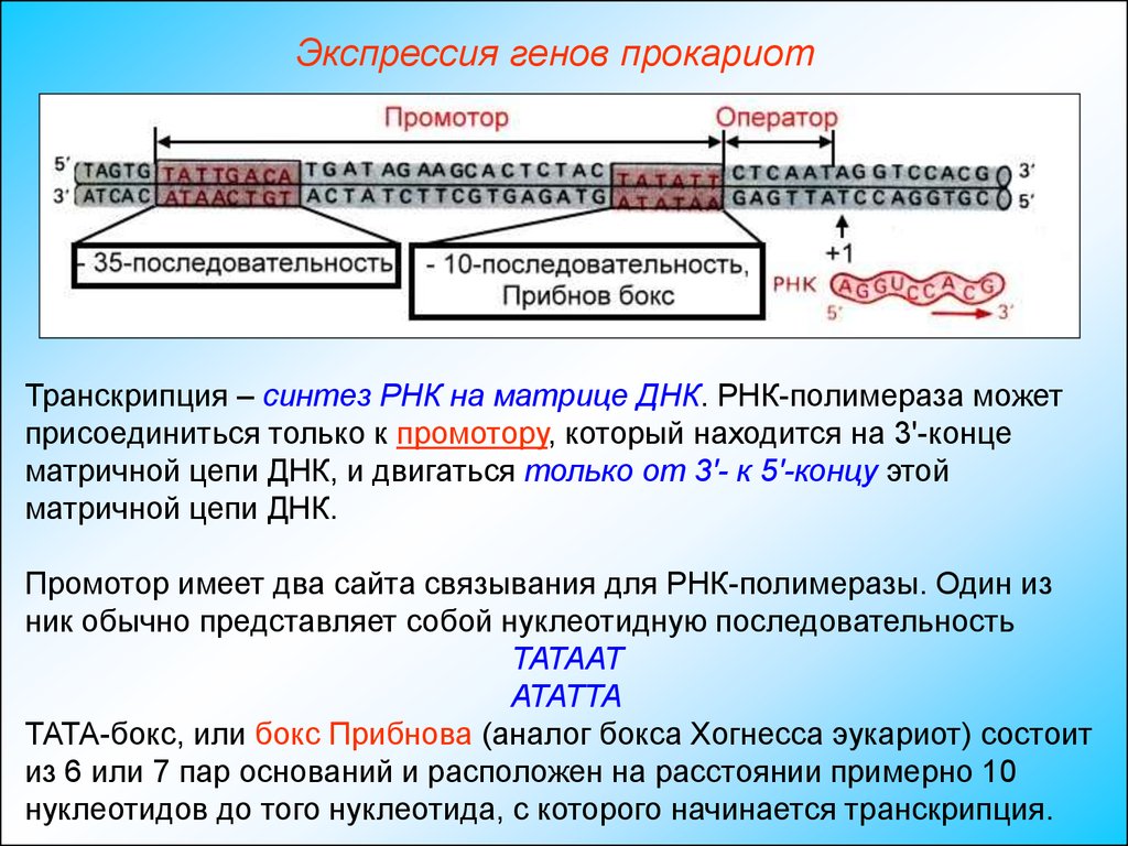 Промотор рнк полимеразы 3. Промотор Гена эукариот. Структура промотора прокариот. Экспрессия генов у прокариот. Строение Гена эукариот и прокариот.