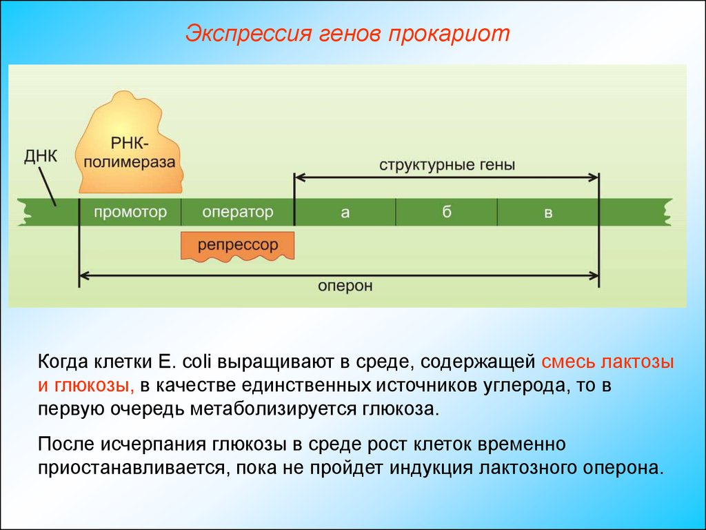 Что такое экспрессия генов