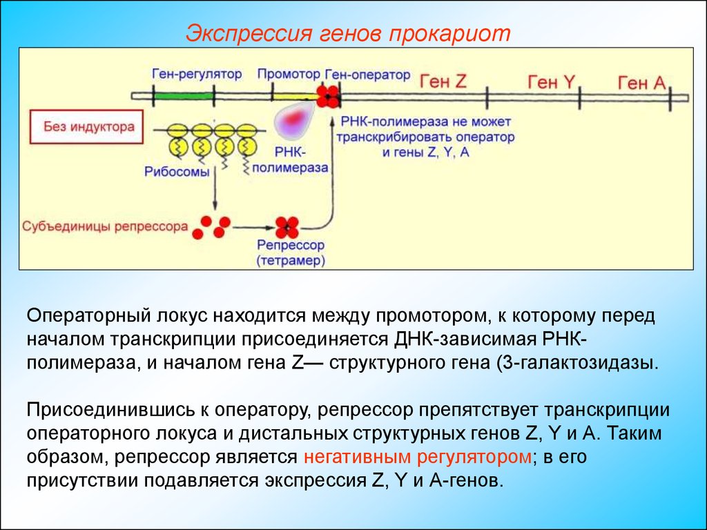 Регуляция биосинтеза белков у прокариот. Экспрессия генов. Регуляция экспрессии генов у эукариот. Экспрессия прокариот. Экспрессия Гена у прокариот.