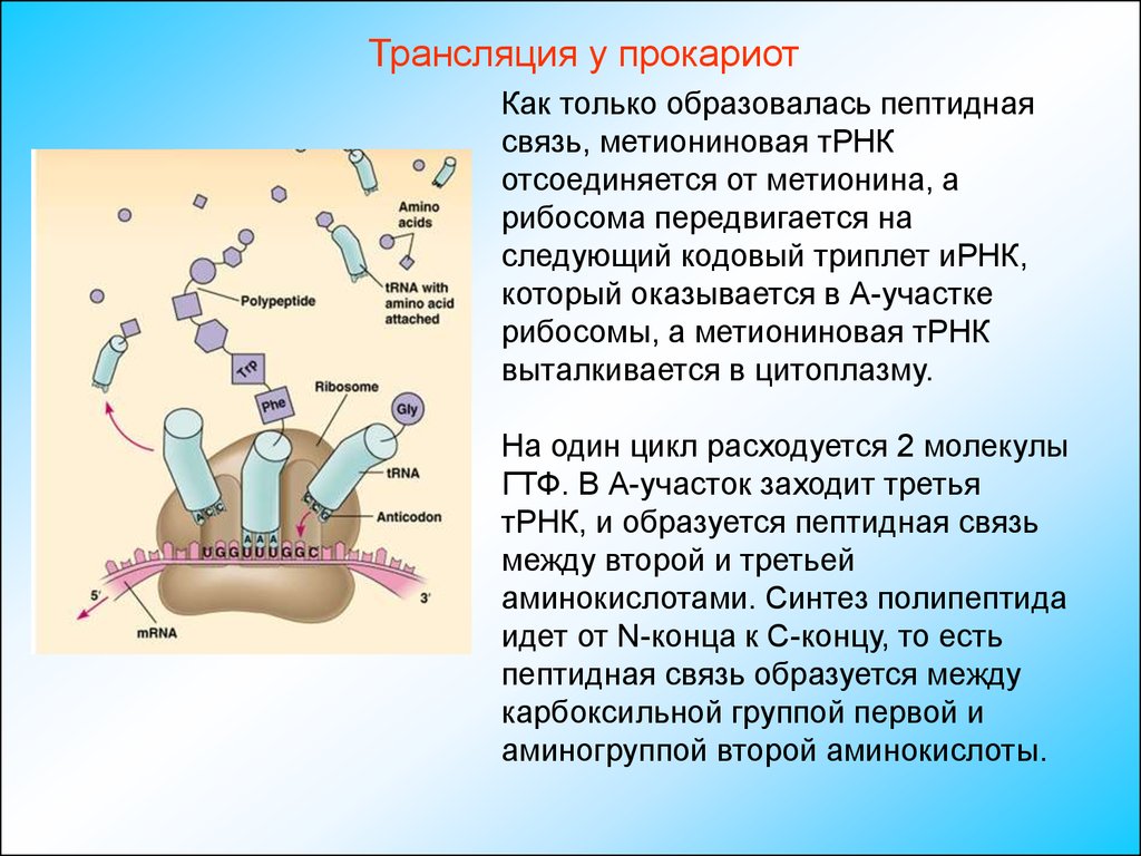 Синтез полипептида происходит. Терминация трансляции прокариот. Процесс трансляции у прокариот. Инициация трансляции у прокариот. Особенности трансляции у прокариот.