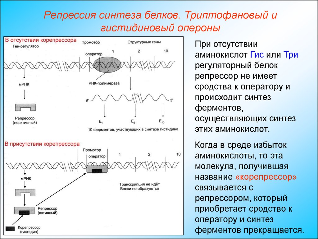 Синтезирует белки ферменты