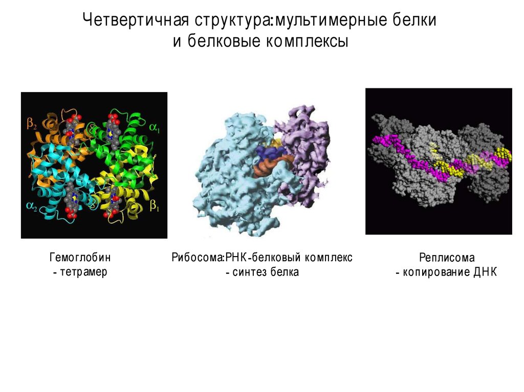 Комплексы белков. Мультимерная организация белков гемоглобин человека. Четвертичная структура белка определение. Четвертичная структура комплекс. Четвертичная структура белка примеры белков.