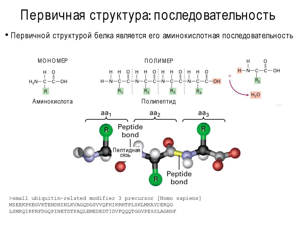 Первичная структура связи