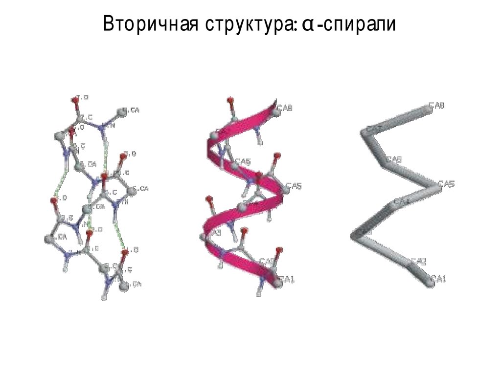 Вторичная структура какие связи. Вторичная структура спираль углеводов. Α-спираль стержневая форма. Α-спиральные тяжи белка. Факторы, влияющие на устойчивость α-спирали..