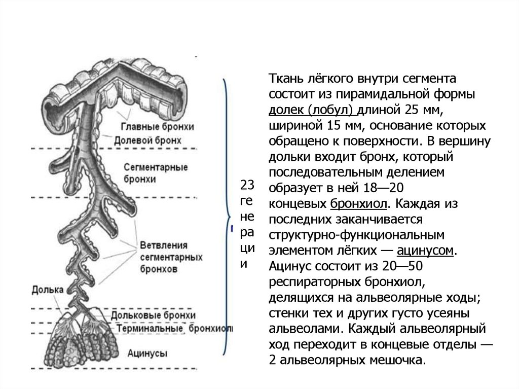 Стенки бронхов. Строение легких доли сегменты дольки. Долевые и сегментарные бронхи. Строение легочной дольки. Строение дольки легкого.