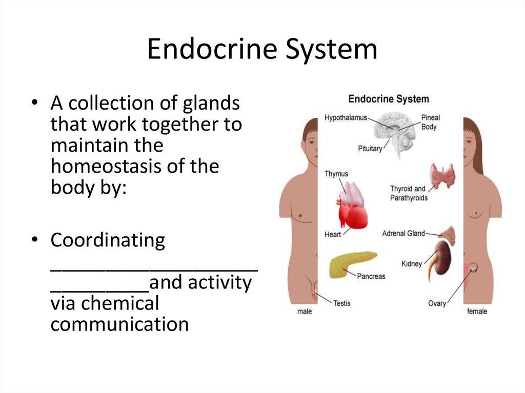 The endocrine system презентация