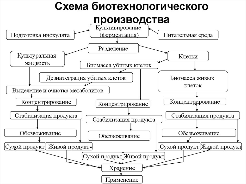 Биотехнологическая схема получения ферментов