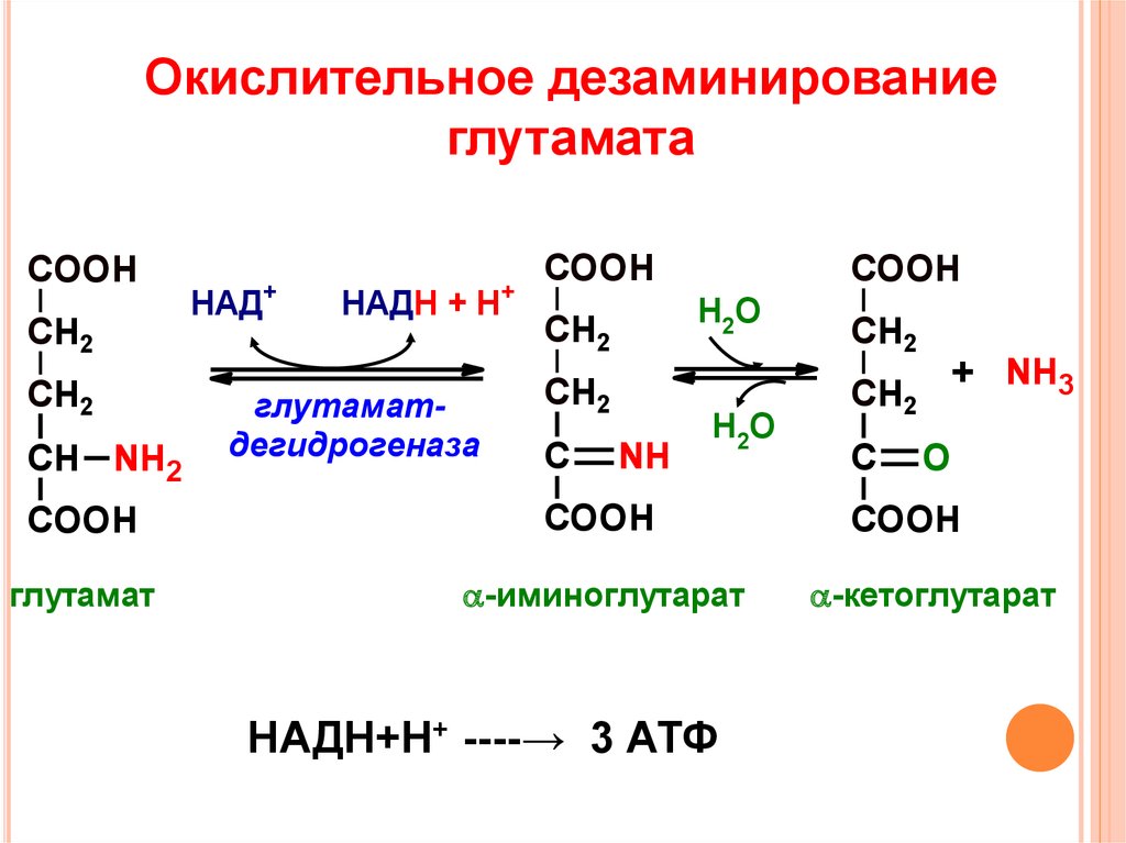 Реакция над. Глутаминовая кислота окислительного дезаминирования in vivo.. Прямое дезаминирование глутаминовой кислоты.