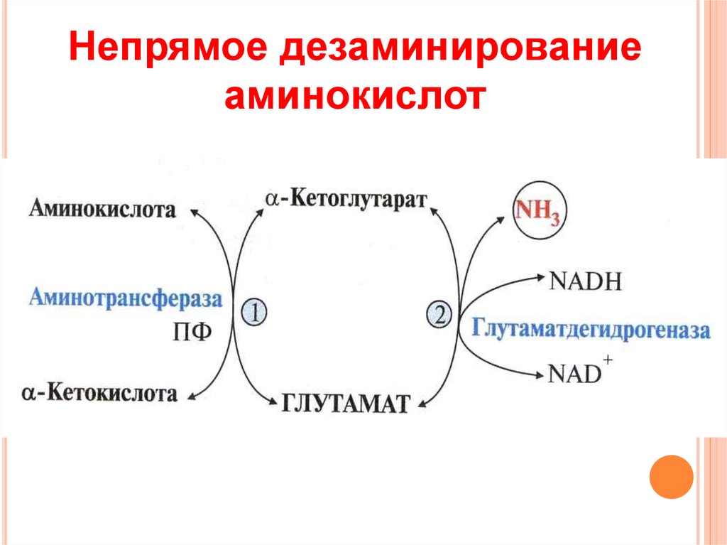 Рассмотрите предложенную схему реакции между аминокислотами запишите в ответ