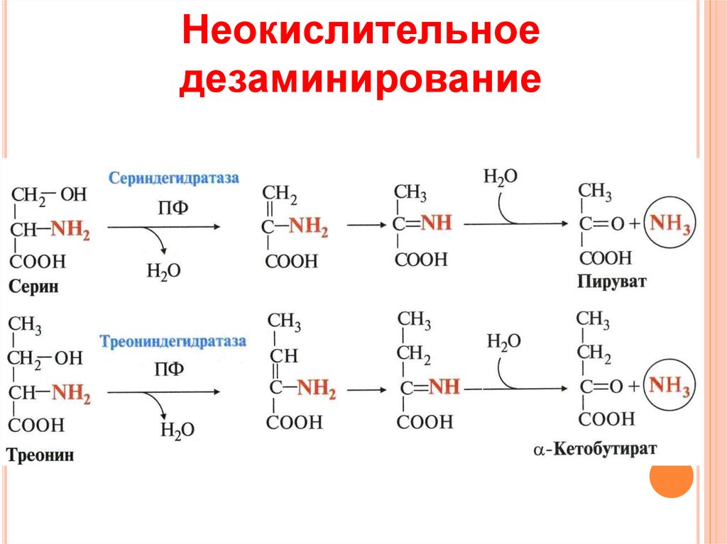 Непрямое окислительное дезаминирование